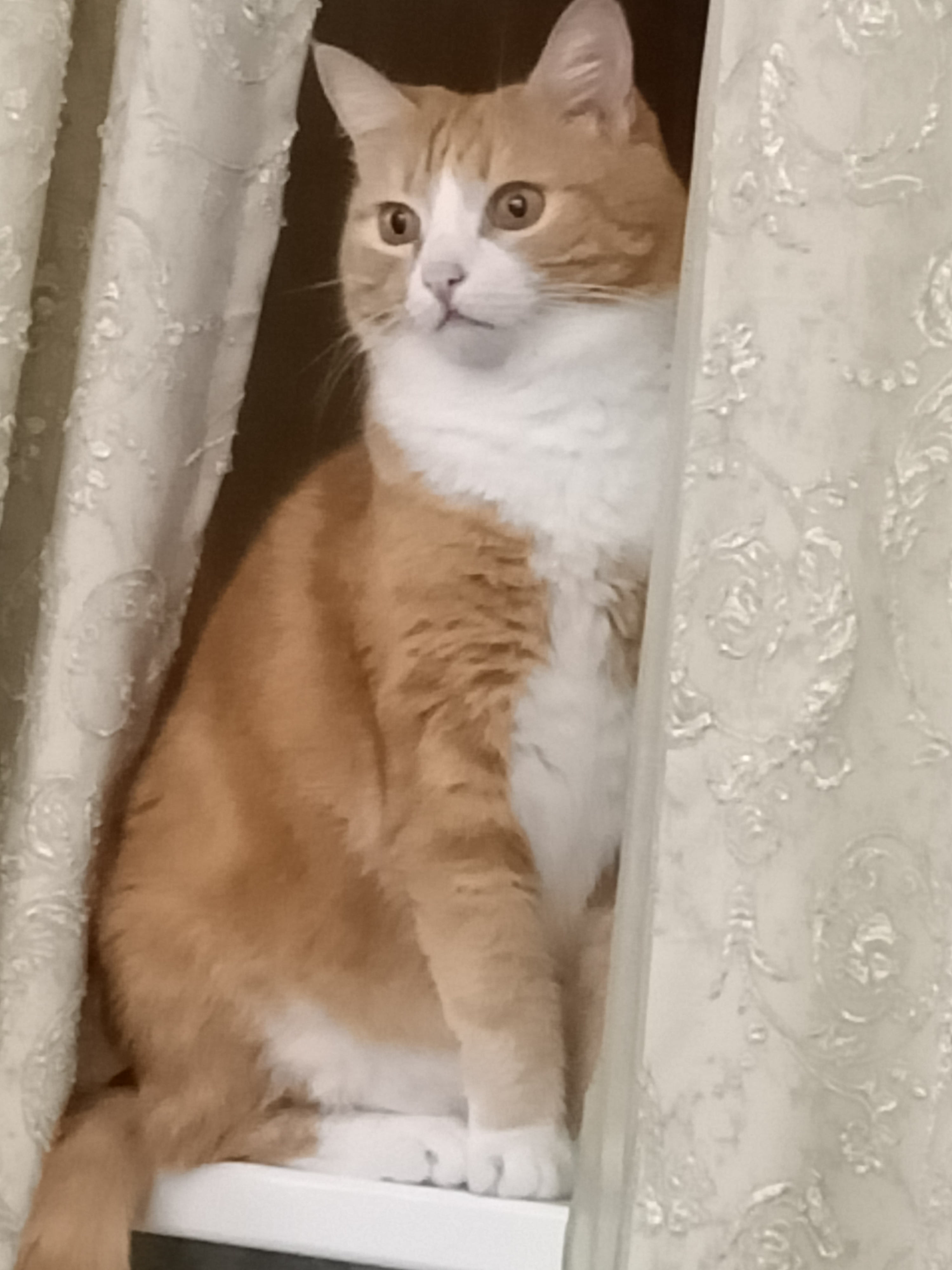 🖼