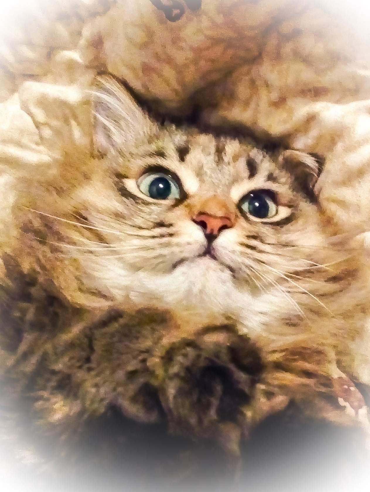 🖼