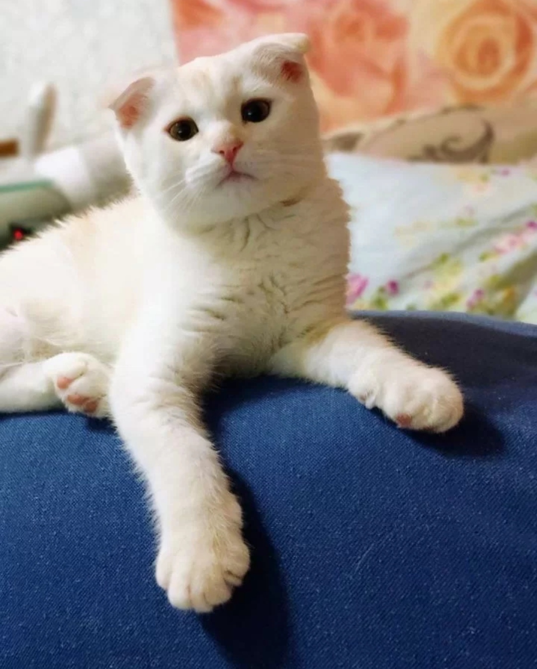 🖼