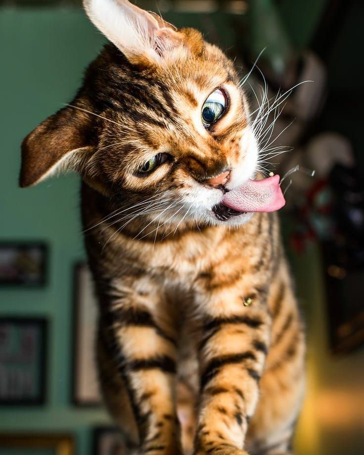 🖼
