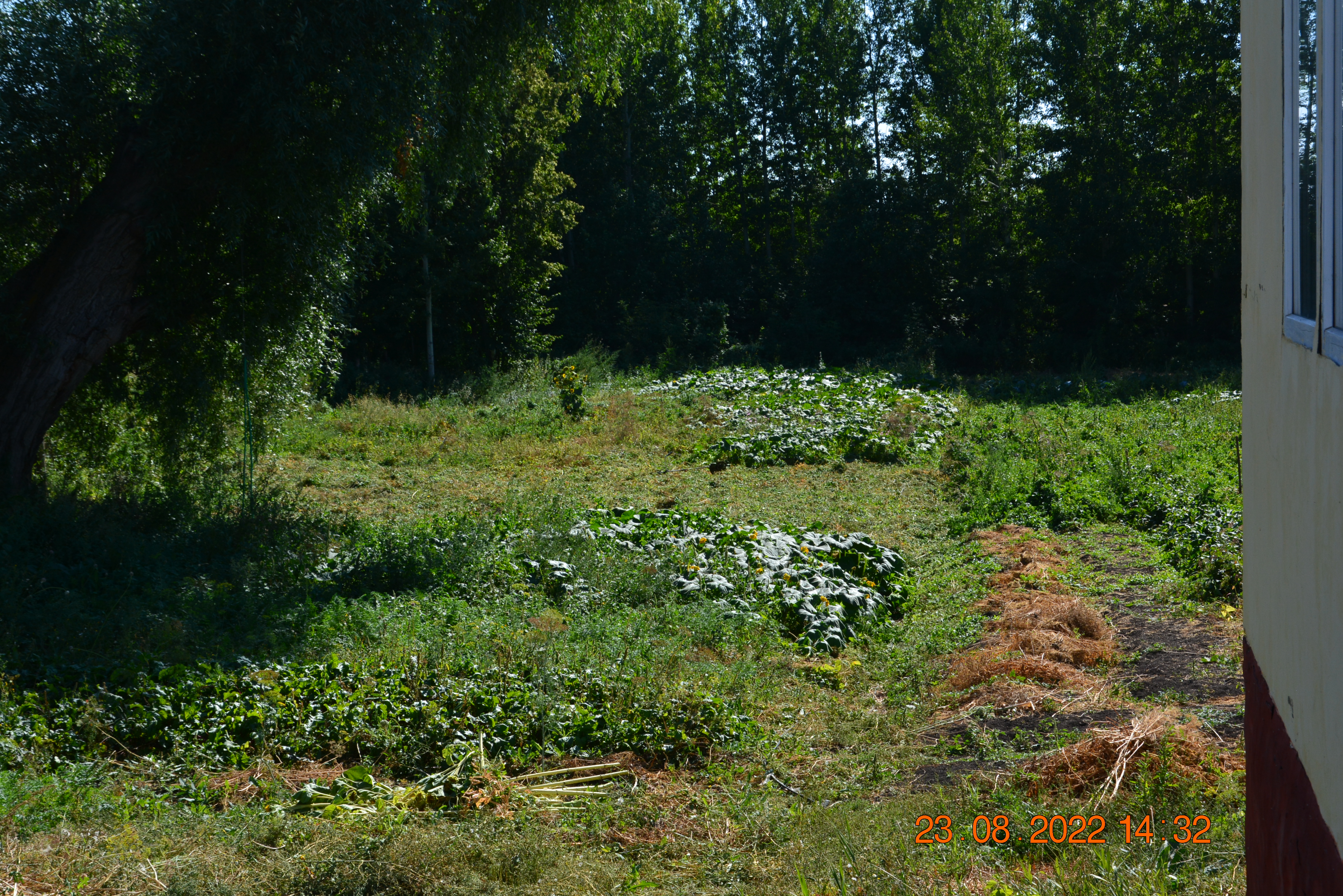 🖼