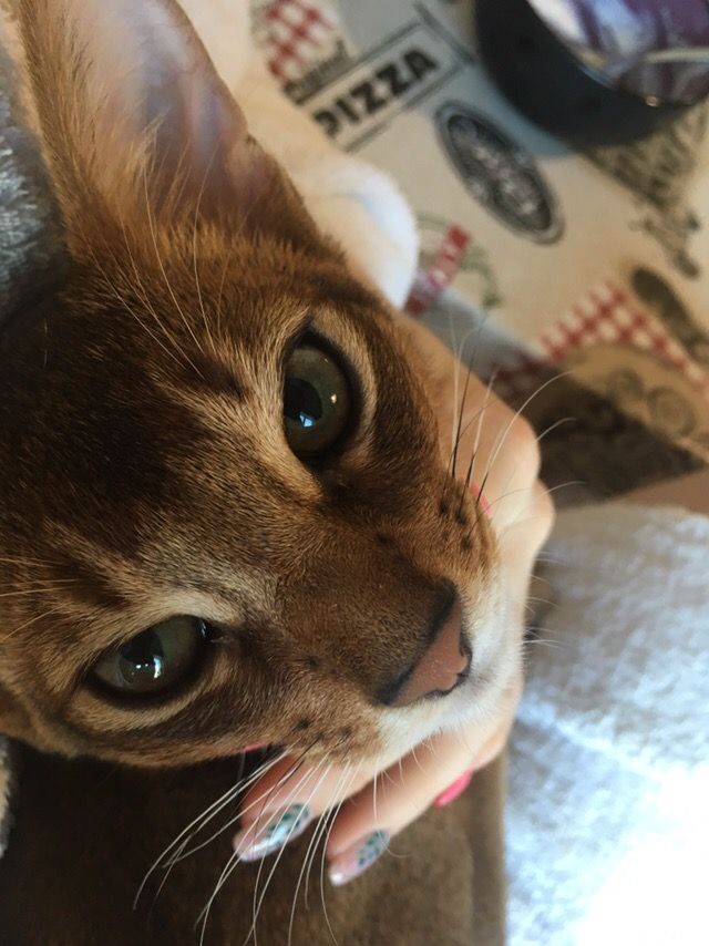 🖼