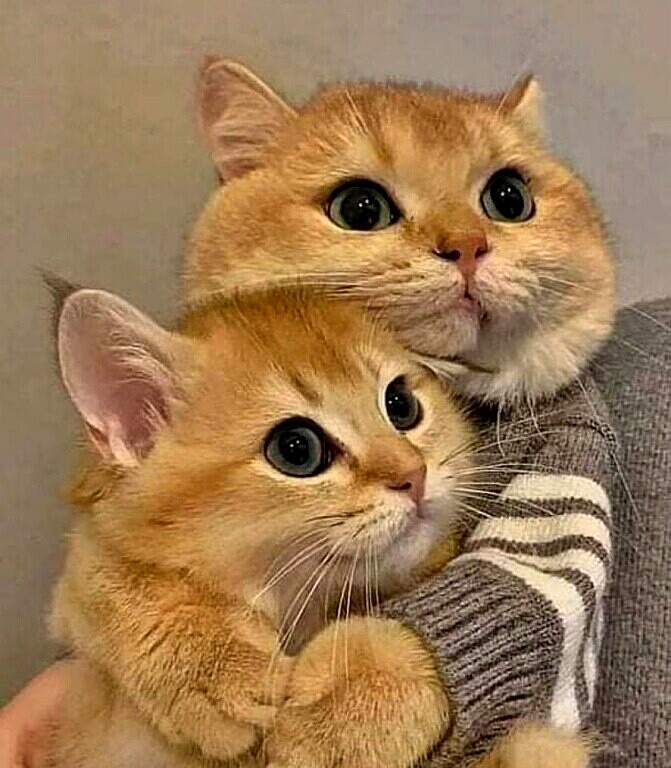 🖼