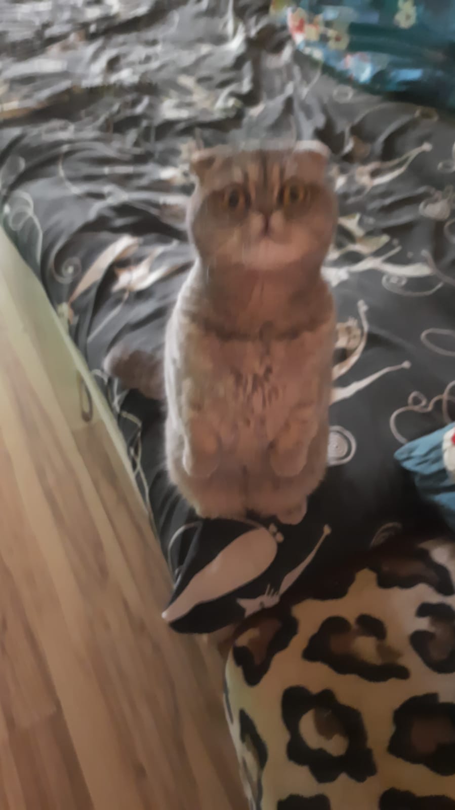 🖼