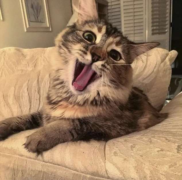 🖼