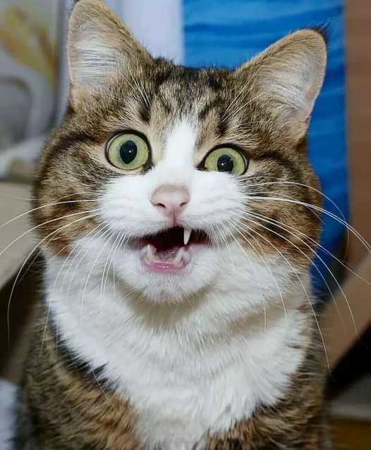 🖼
