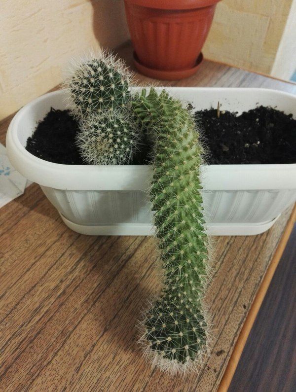 🖼