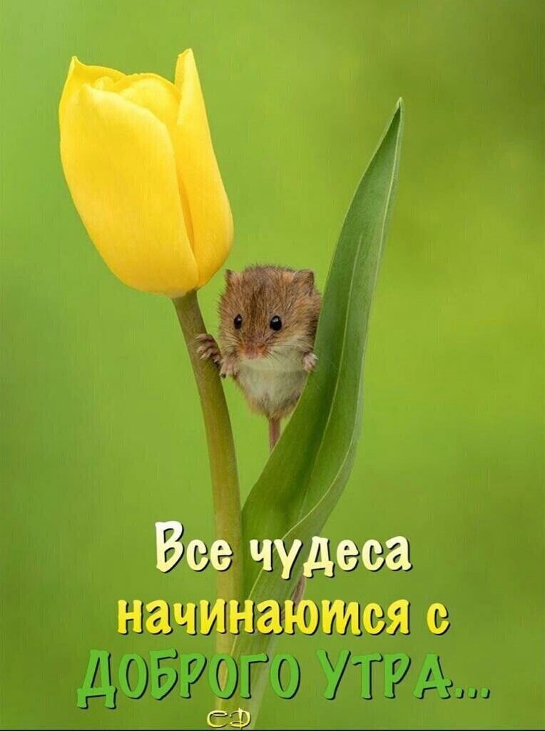 🖼
