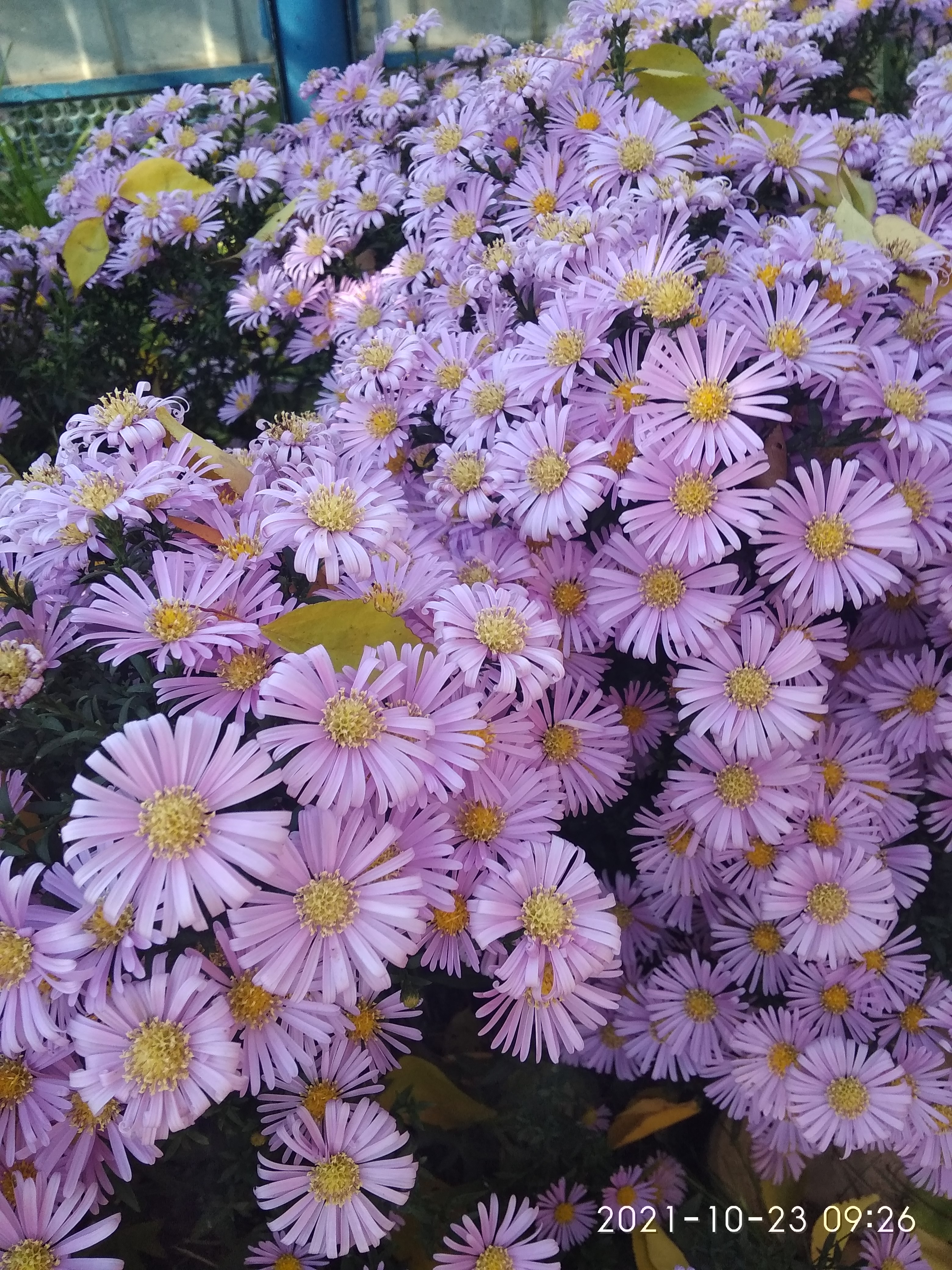 🖼