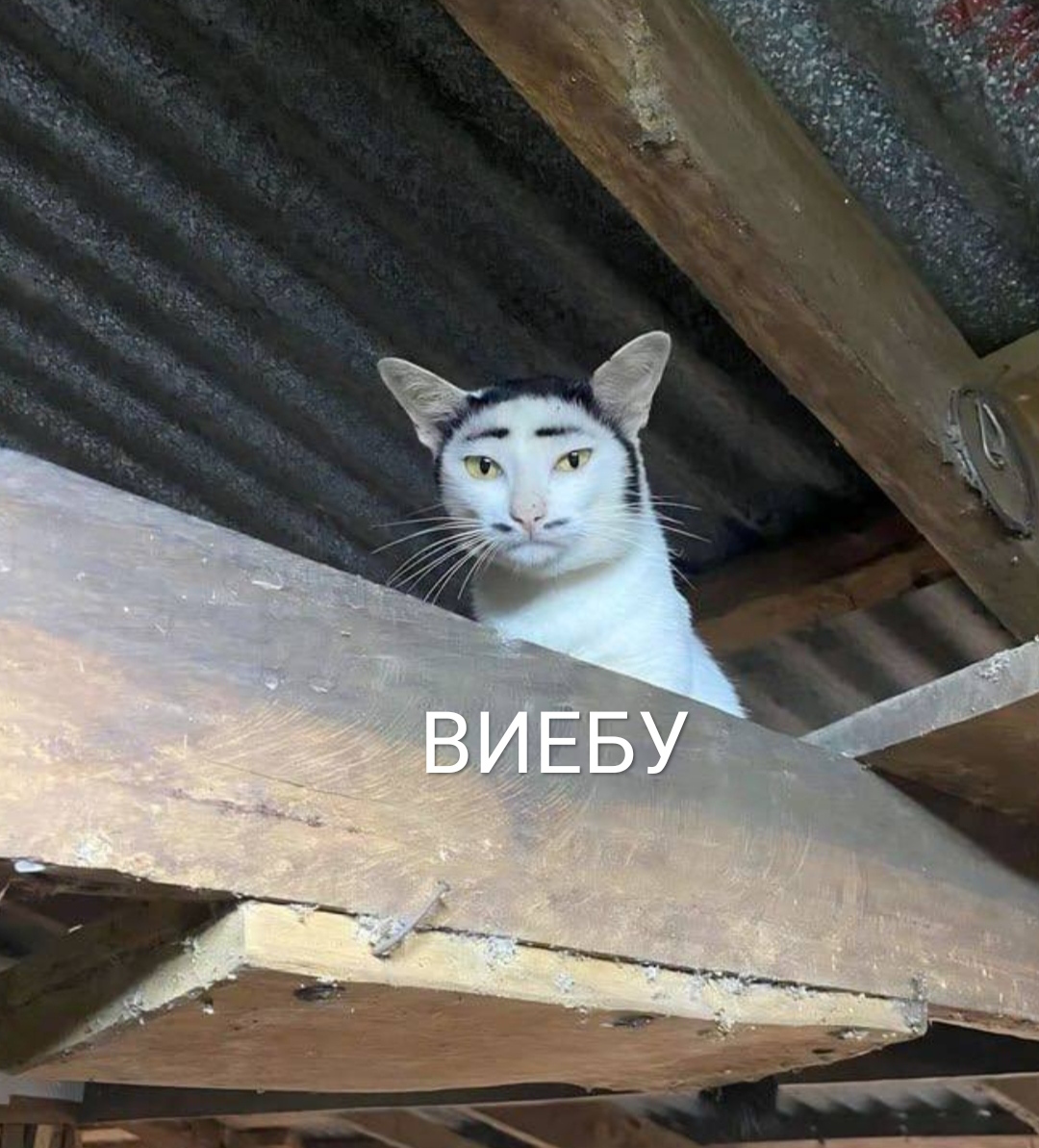 🖼