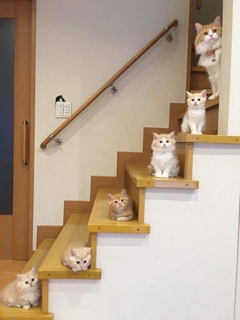 🖼