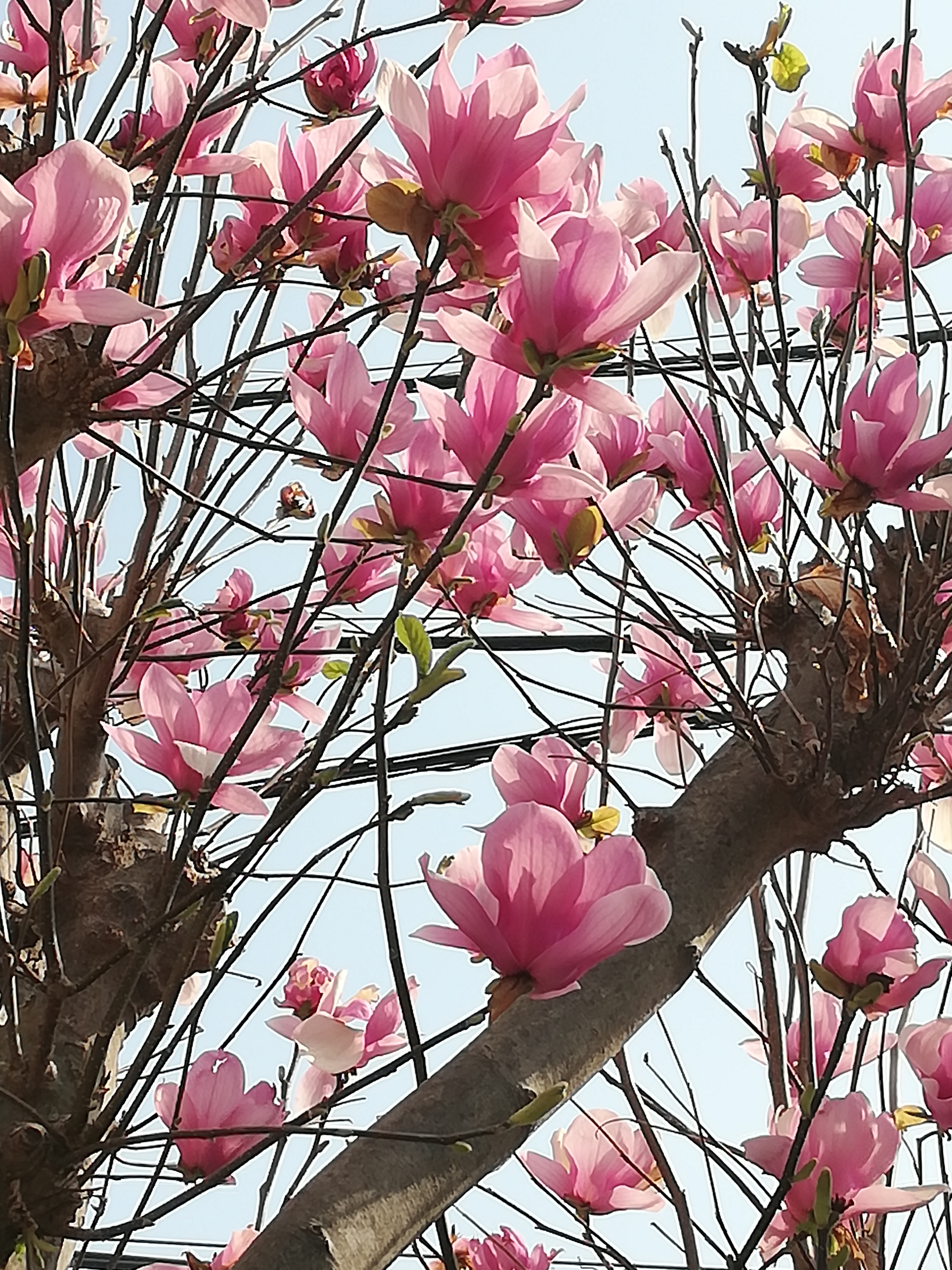 🖼