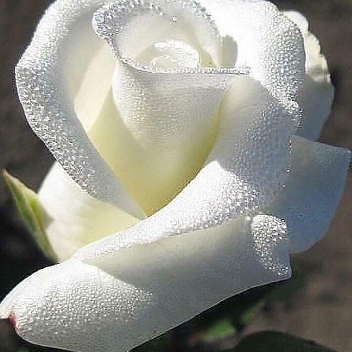 🖼