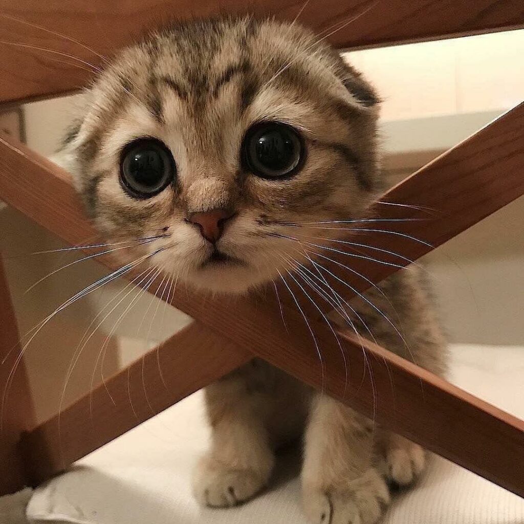 🖼