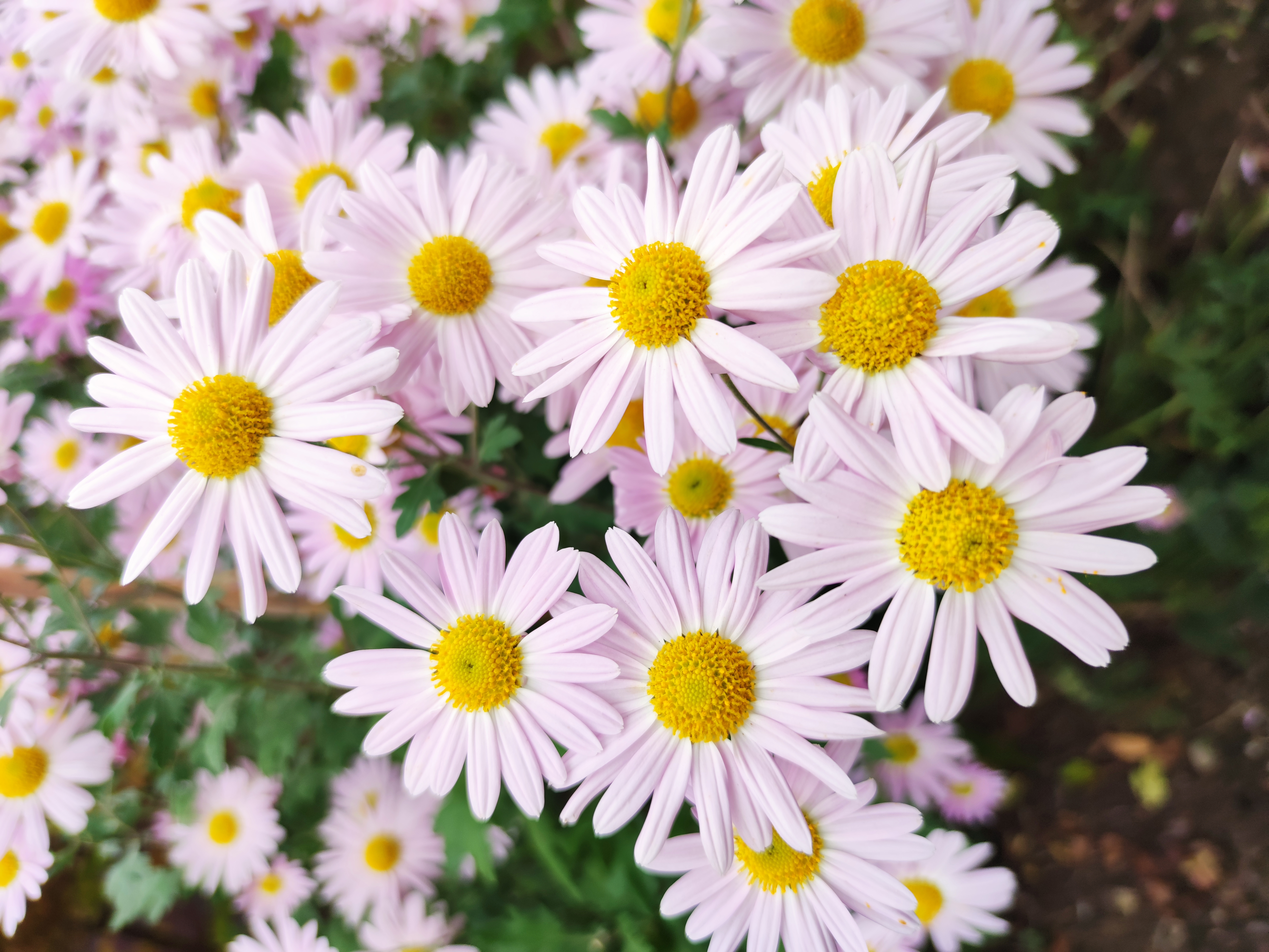 🖼