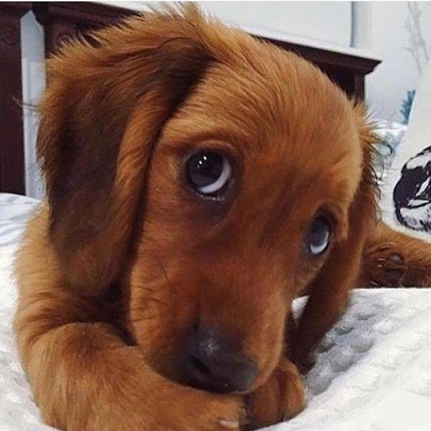 🖼