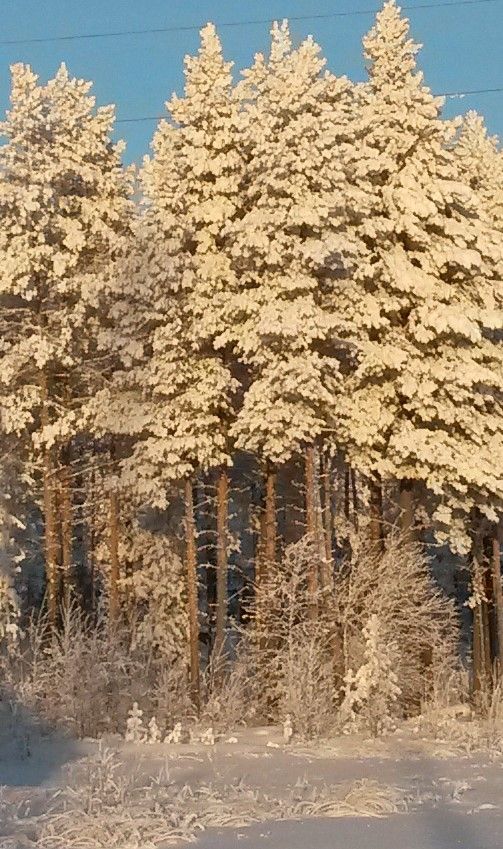 🖼