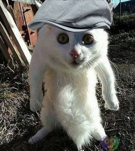 🖼