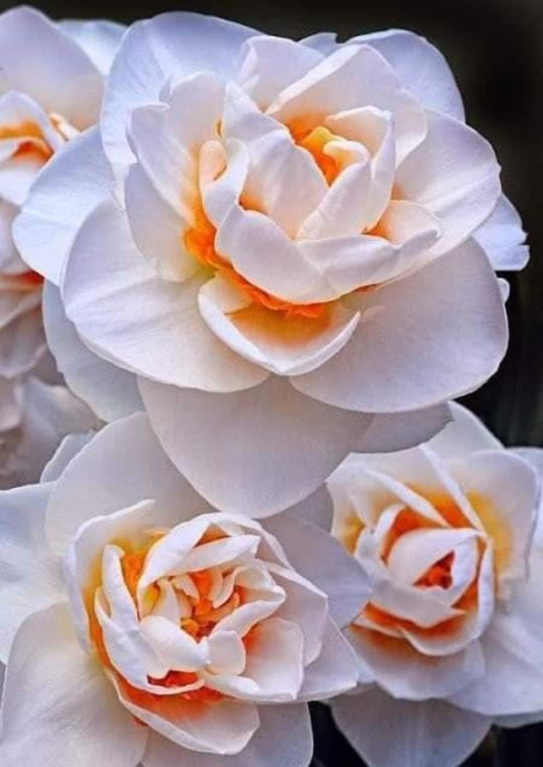 🖼