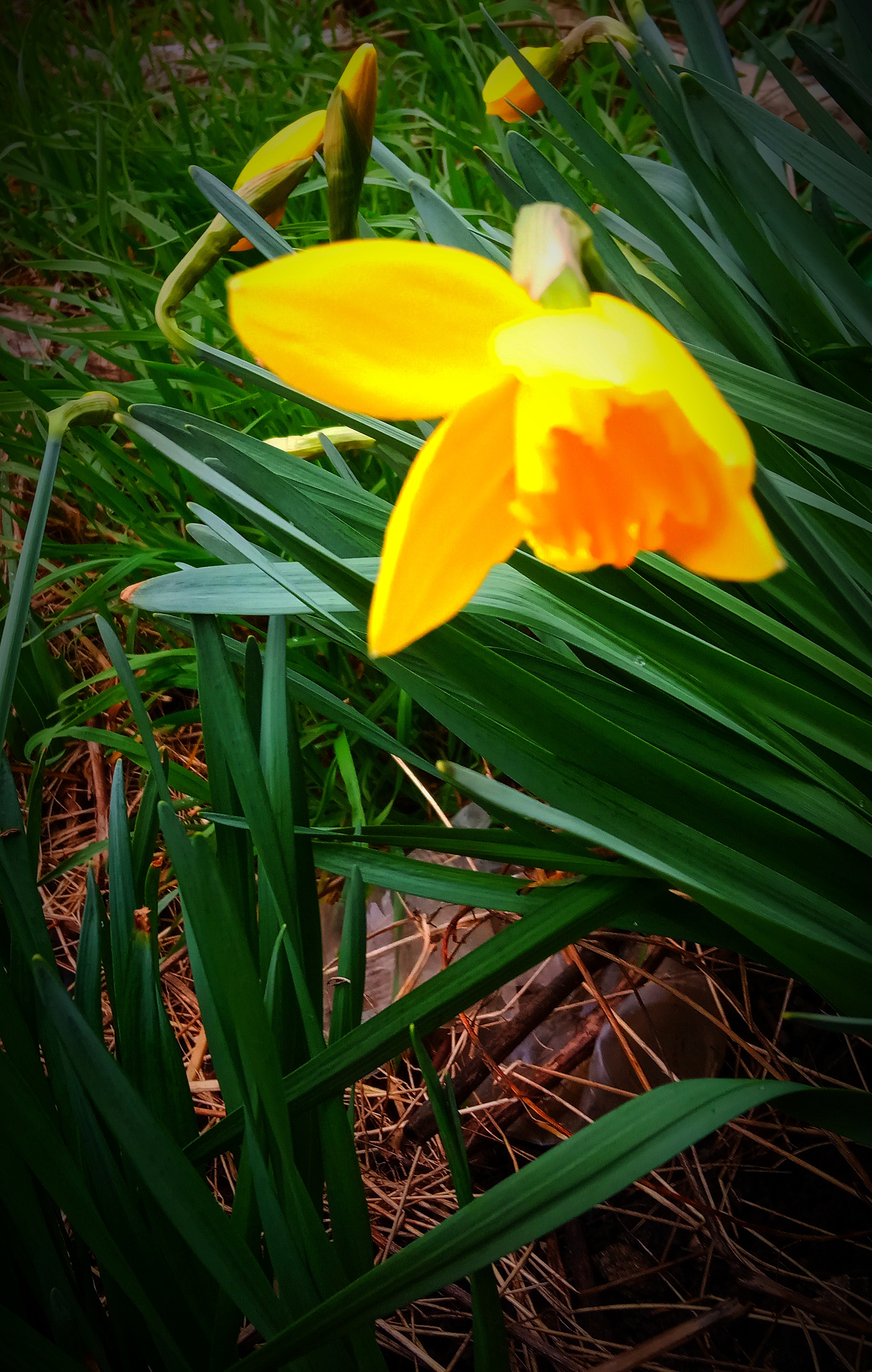 🖼