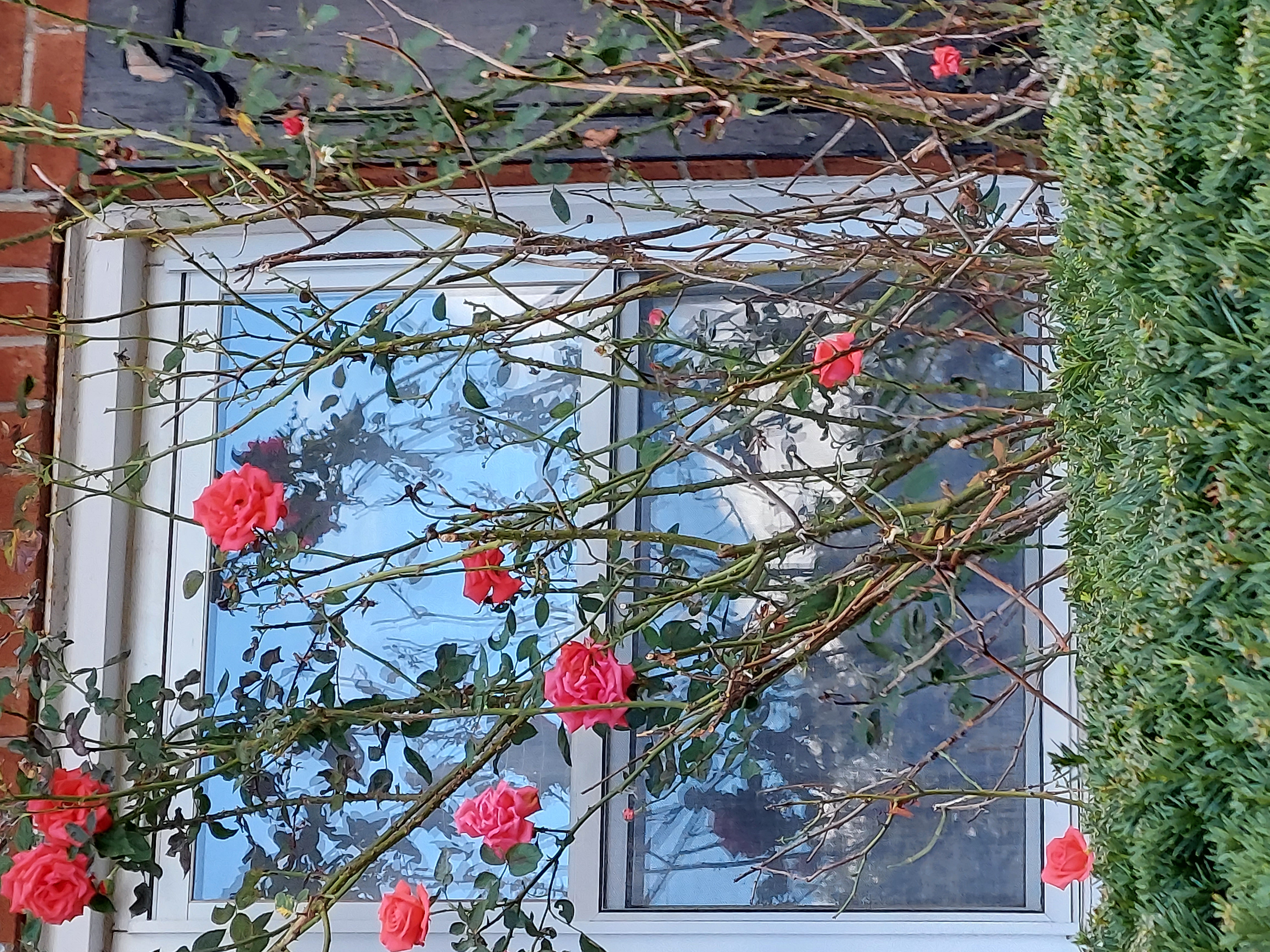 🖼