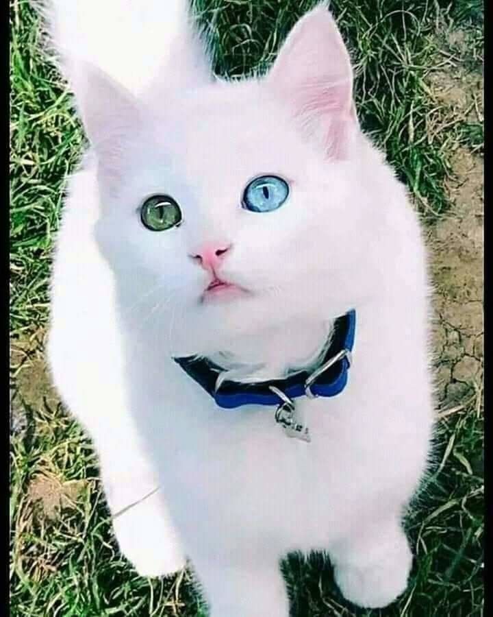 🖼