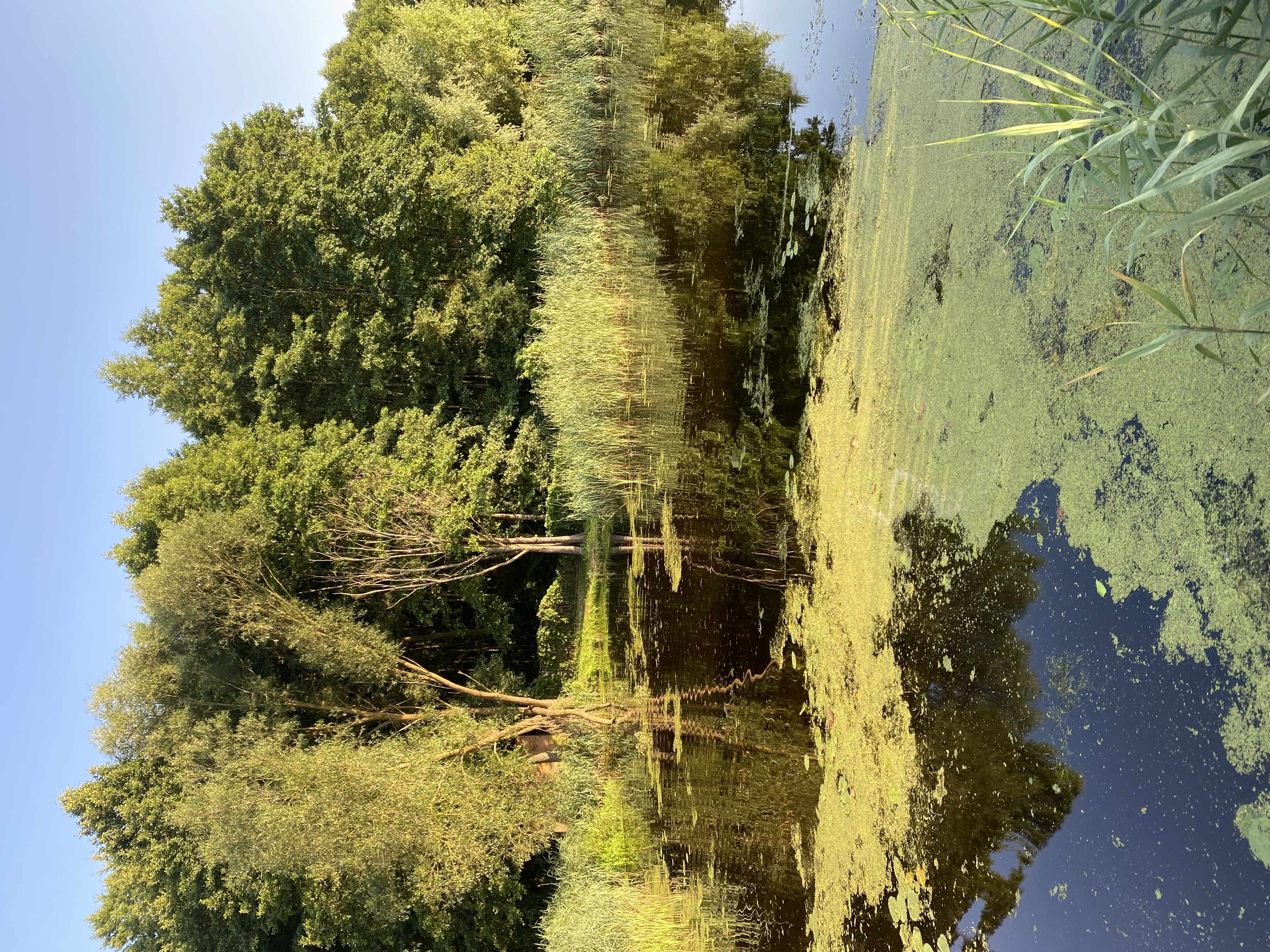 🖼