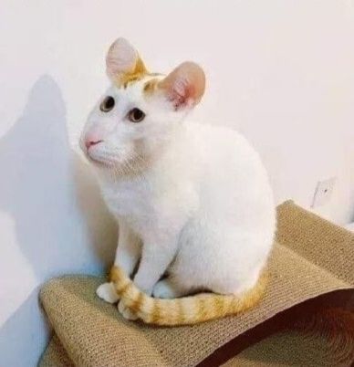 🖼