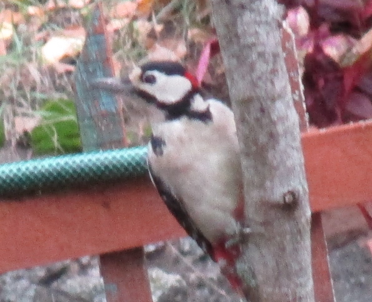🖼