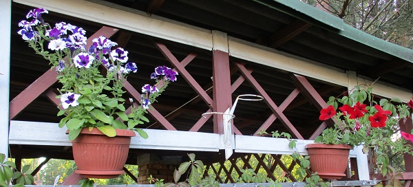 🖼