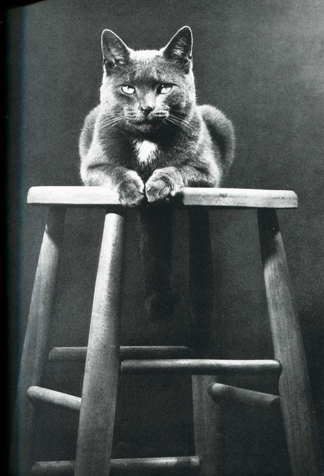 🖼