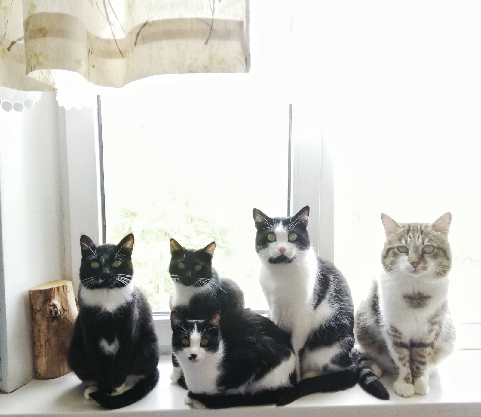 🖼