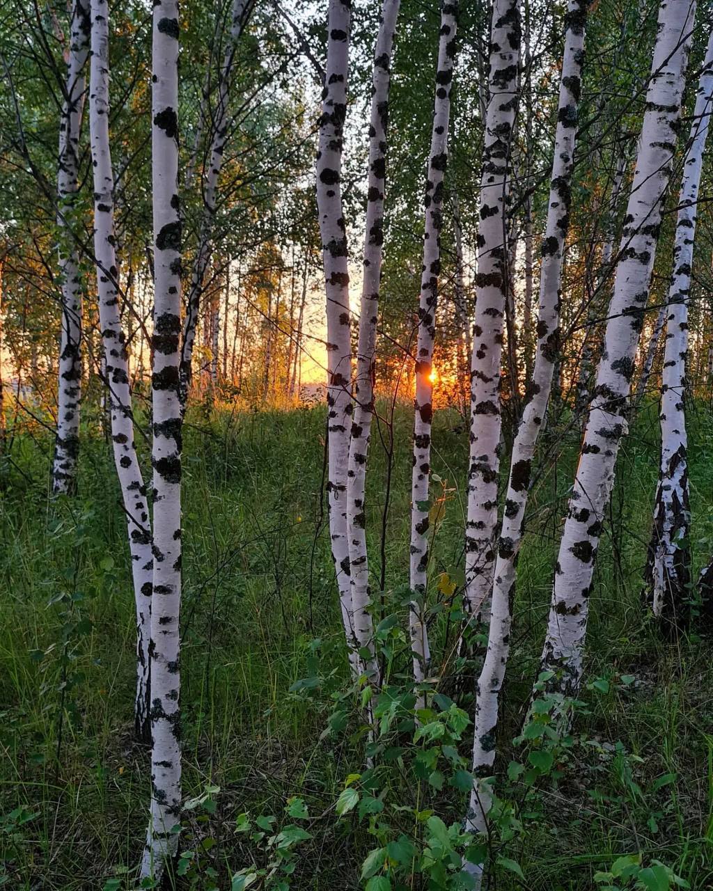 🖼