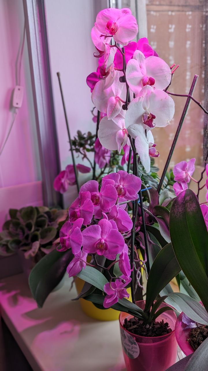 🖼