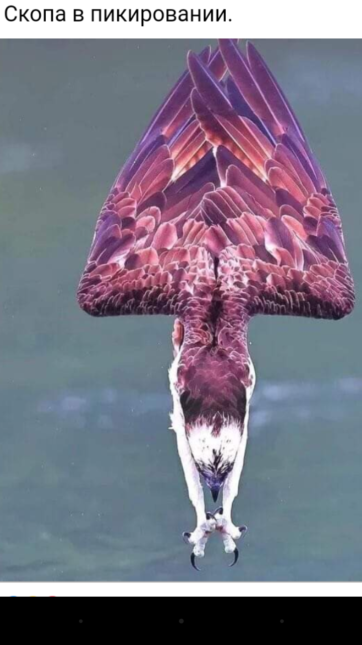 🖼