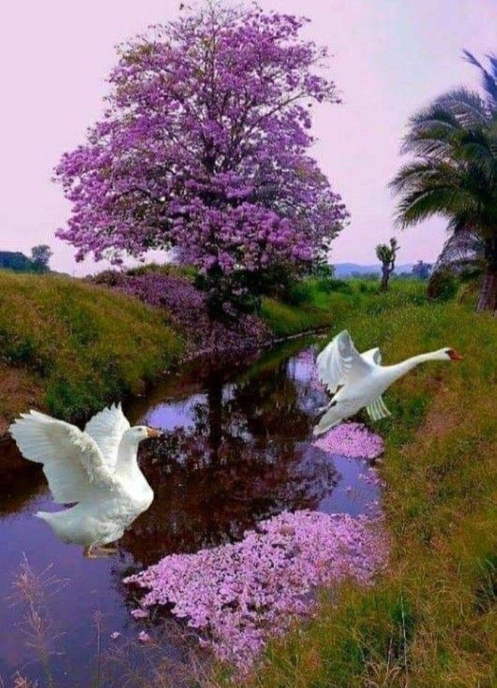 🖼
