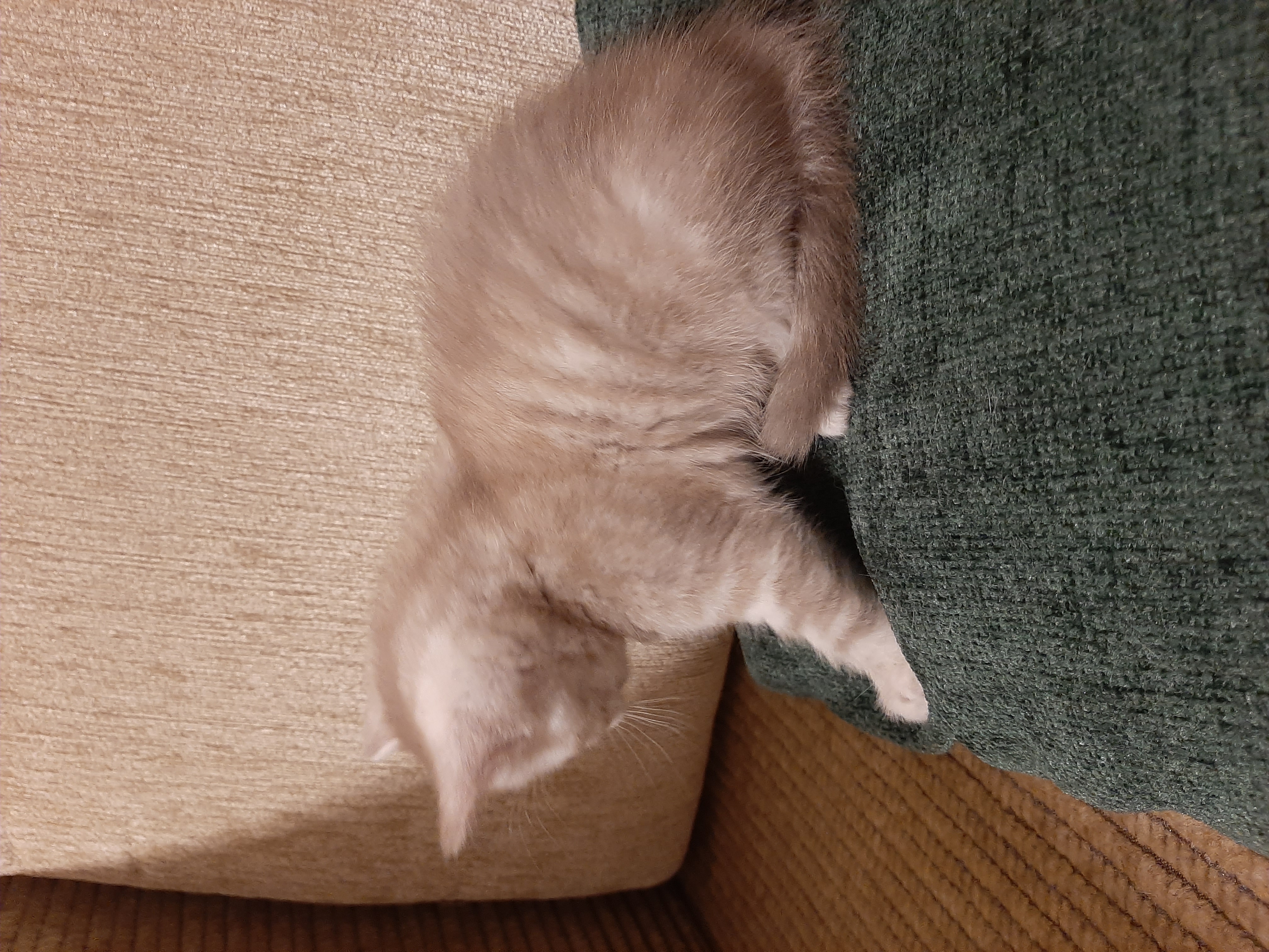 🖼