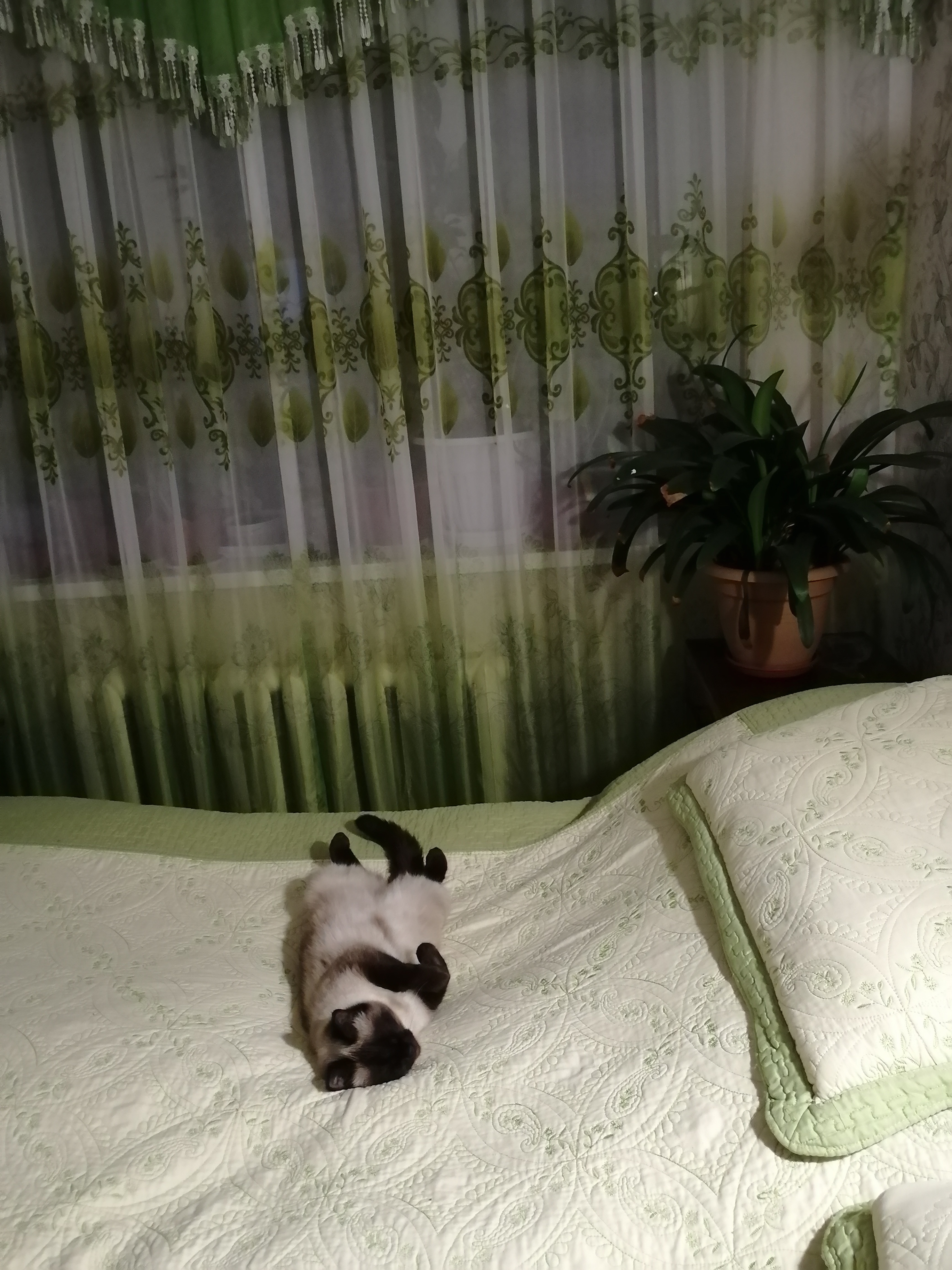 🖼