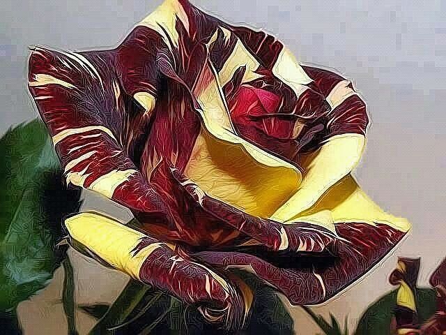 🖼