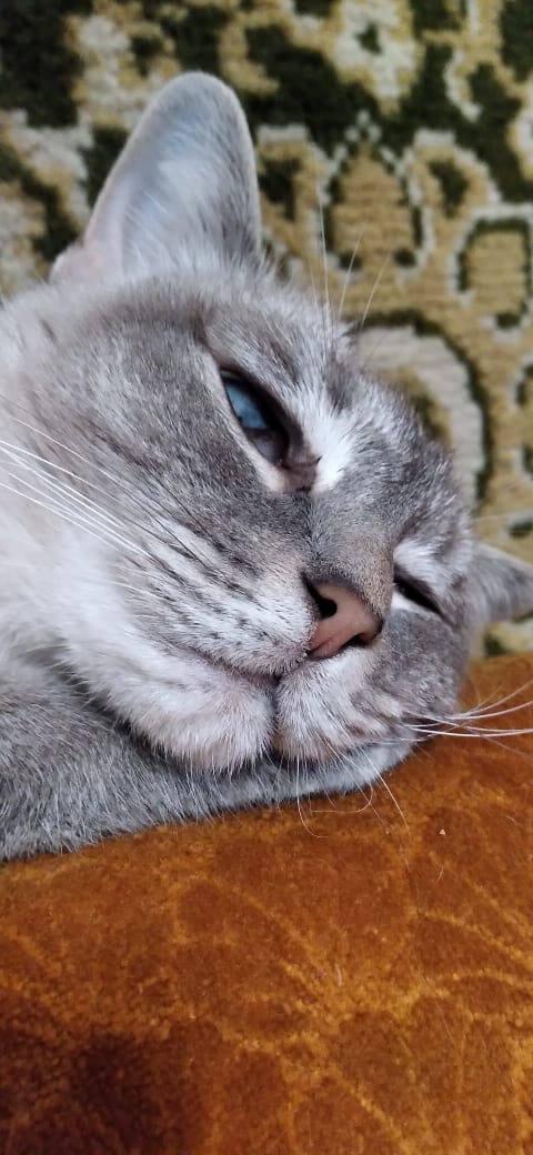 🖼