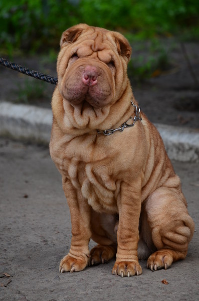 Светлана Буданова