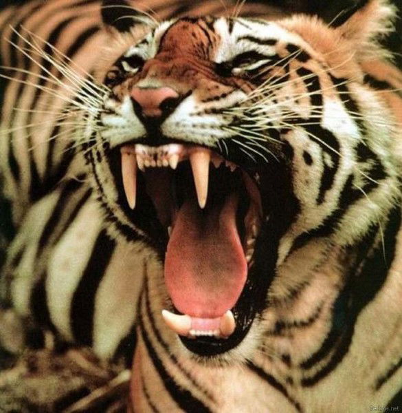 Виталя Медведев