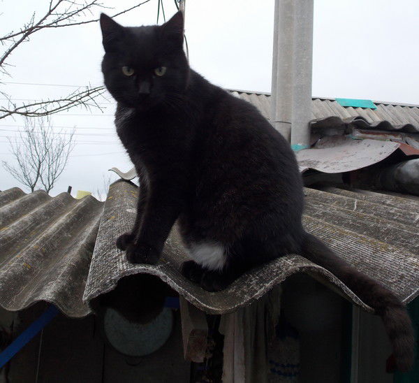 Сергей Ларин