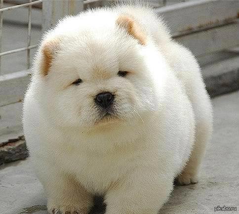 Пушистик *******