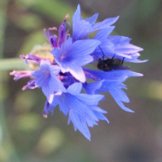 Вера Бычкова