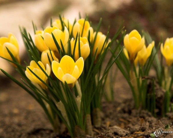 Виктория Волошина