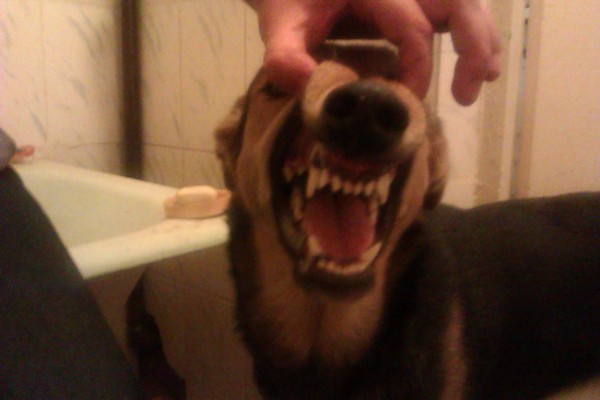Mishka Grizly