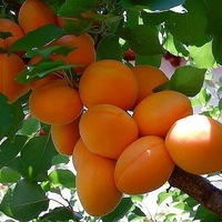 Махкам Тупалангов