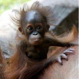 Александр Тихонов