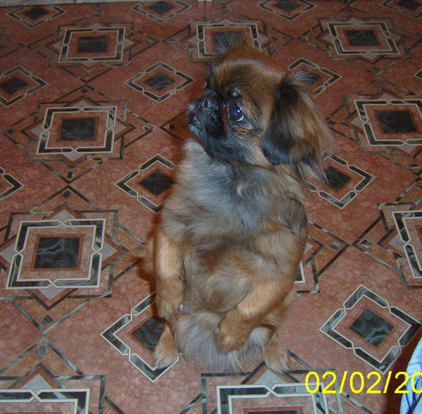 Елена Святова